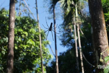 Die größte Spinne, die ich je gesehen habe