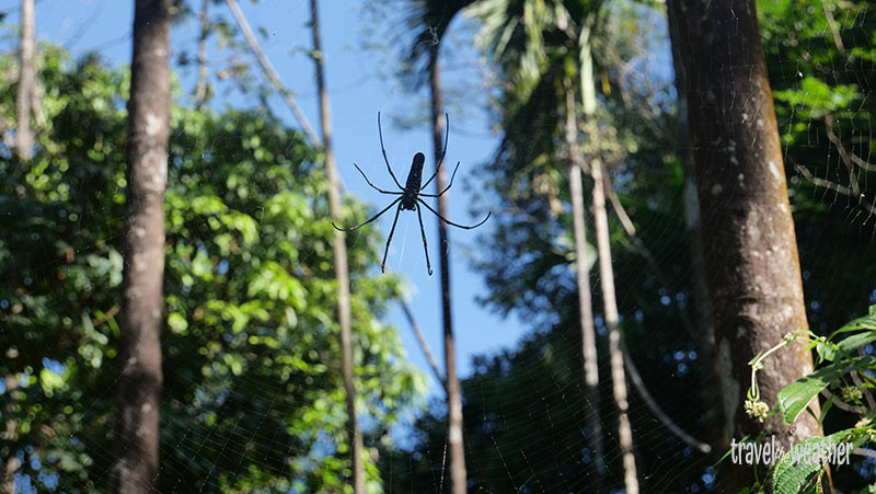 Die größte Spinne, die ich je gesehen habe