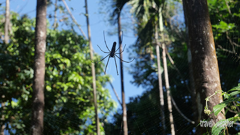 Spinne auf dem Weg zu den Wurzelbrücken