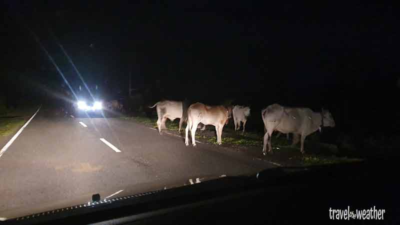 Kühe auf einer gut ausgebauten Straße auf Sumbawa.