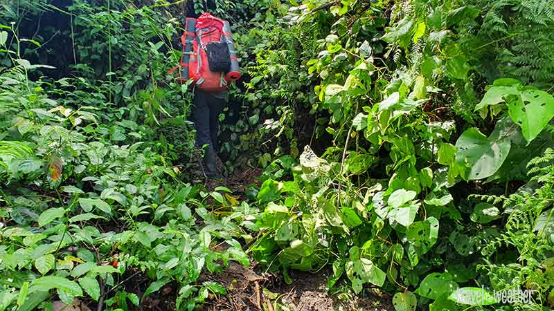 Mit einer Machete müssen die  zugewachsenen Weg freigeschlagen werden.  