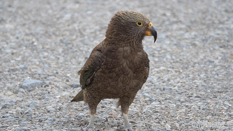 Ein Kea besucht uns.