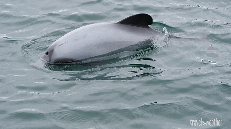 Ein Delfin in den Marlborough-Sounds.