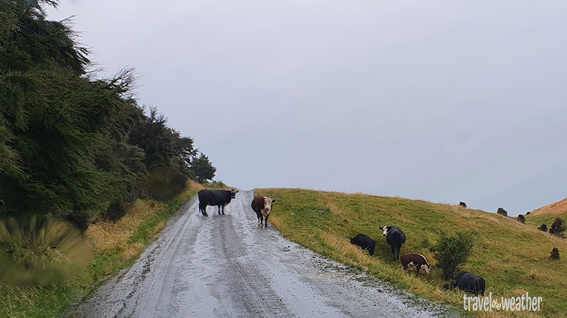 Im Regen stehen uns plötzlich Kühe im Weg.