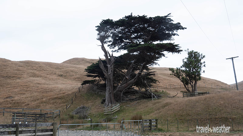 Pflanze in Neuseeland vom Wind verformt.