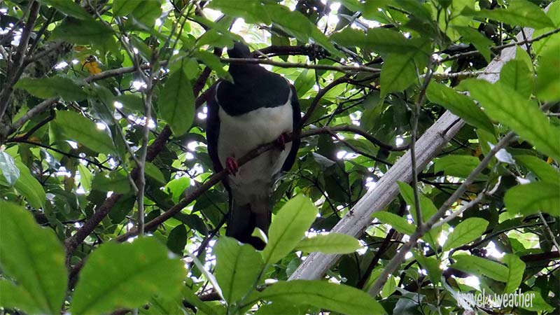 kereru neuseeland